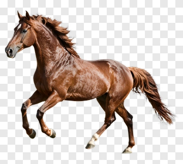 Brown Horse Running PNG