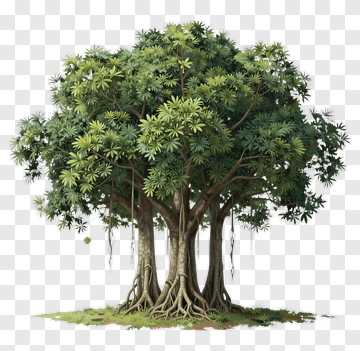 Lush Green Tree With Dense Foliage PNG