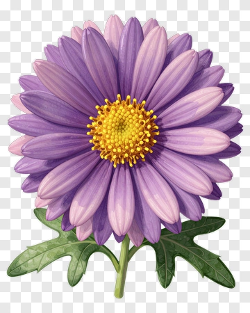 Purple Flower With Green Leaves PNG