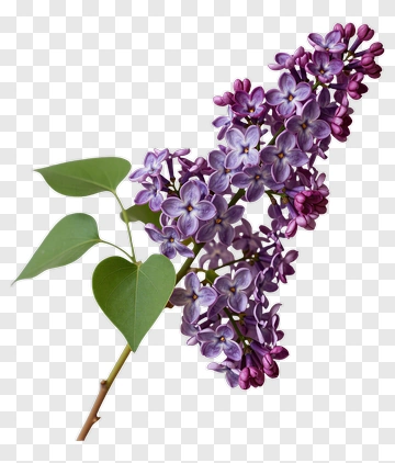 Lilac Flower Branch PNG