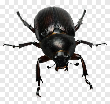 Black Beetle PNG