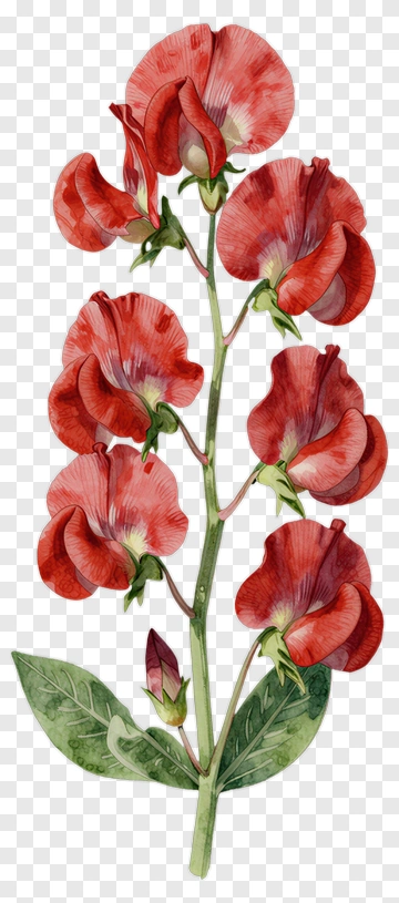 Red Sweet Pea Flower PNG