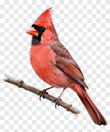 Red Cardinal Bird Perched On A Branch PNG