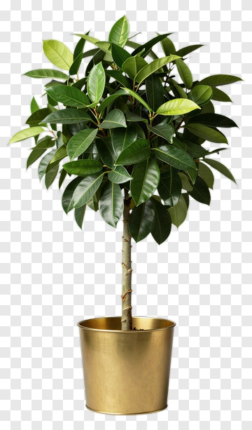 Ficus Tree In A Gold Pot PNG