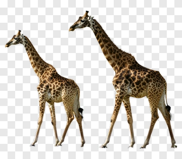 Giraffes Walking Together PNG
