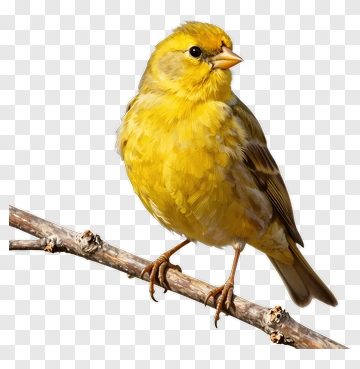 Yellow Canary Perched On A Branch PNG