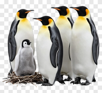 Emperor Penguins With Chick PNG