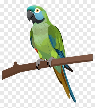 Colorful Parrot Perched On A Branch PNG