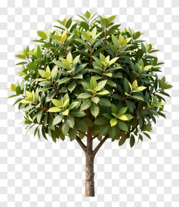 Green Tree PNG