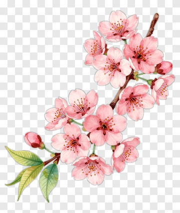 Watercolor Cherry Blossom Branch PNG