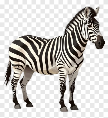 Realistic Zebra Illustration PNG