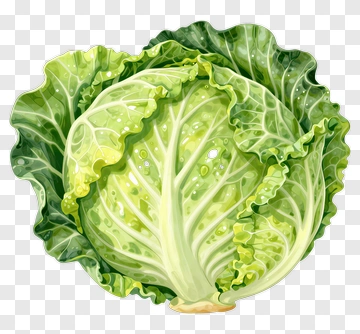 Fresh Green Cabbage PNG