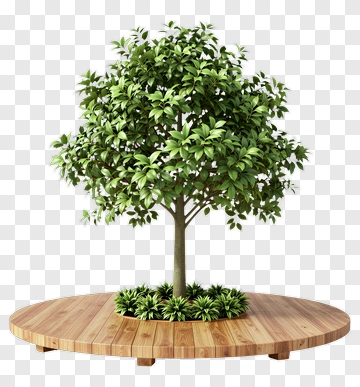 Green Tree On Wooden Platform PNG