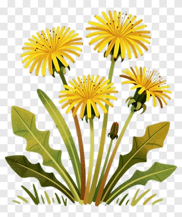 Colorful Dandelion Flowers PNG