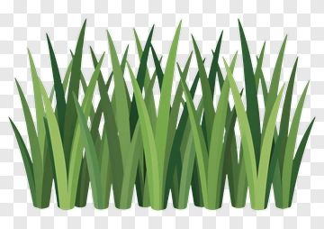 Green Grass PNG