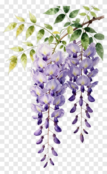 Watercolor Wisteria Flower Bunch PNG