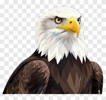 Cartoon Bald Eagle PNG