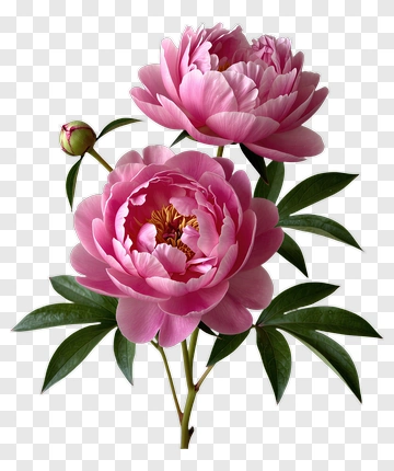 Pink Peony Flower With Bud PNG