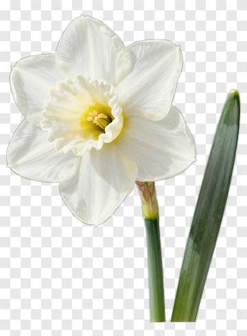 White Daffodil Flower PNG