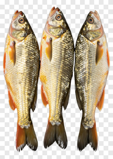 Three Fresh Fish PNG