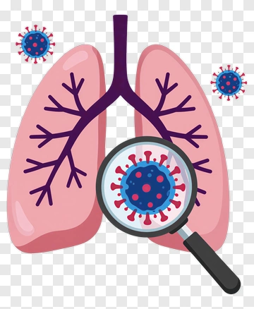 Lungs With Magnifying Glass Examining Virus PNG
