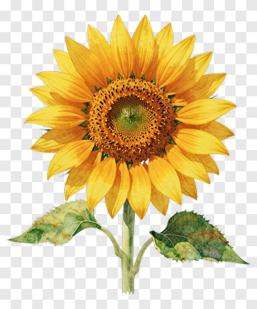 Beautiful Sunflower With Green Leaves PNG