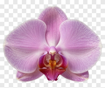 Pink Orchid Flower PNG