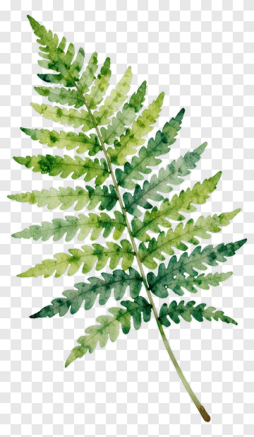 Watercolor Fern Leaf PNG