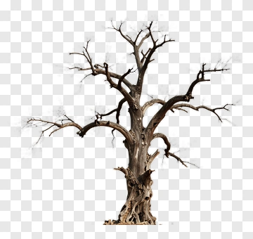 Bare Tree With Twisted Branches PNG