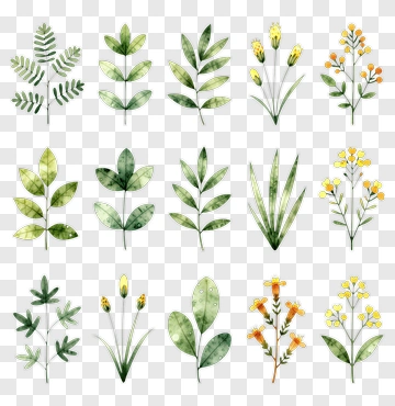 Watercolor Floral Elements Collection PNG