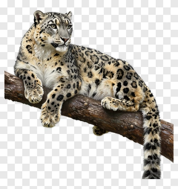 Snow Leopard Relaxing On A Branch PNG