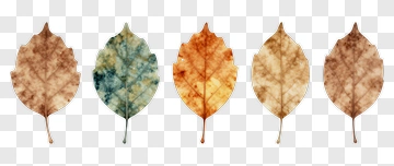 Colorful Leaves Arrangement PNG