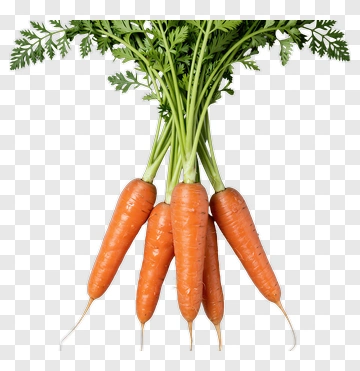 Fresh Carrots Bunch PNG