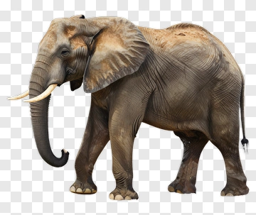 Elephant Walking PNG