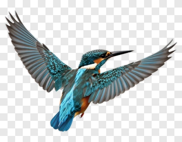 Colorful Kingfisher Bird In Flight PNG