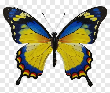 Colorful Butterfly With Blue And Yellow Wings PNG