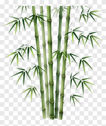 Bamboo Plant PNG