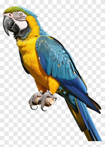 Colorful Macaw Parrot PNG