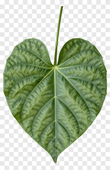 Heart-Shaped Green Leaf PNG