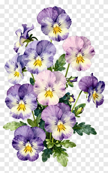 Colorful Pansy Flower Bouquet PNG