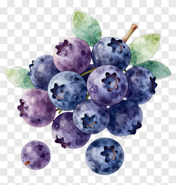 Watercolor Blueberries With Leaves PNG