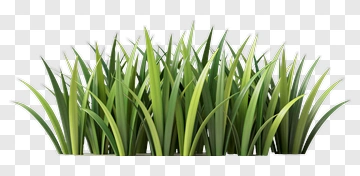 Green Grass PNG
