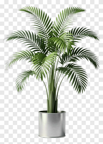 Potted Palm Plant PNG
