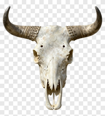 Buffalo Skull With Horns PNG