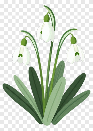 Snowdrop Flower Arrangement PNG