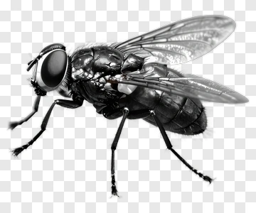 Black Fly With Detailed Wings PNG