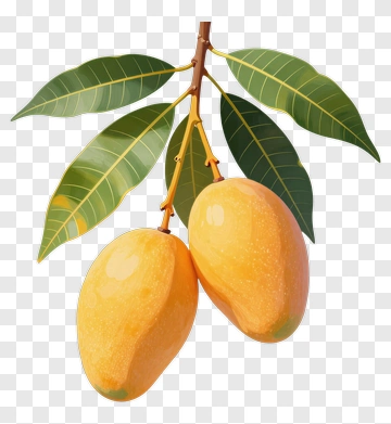 Mangoes On A Branch With Green Leaves PNG