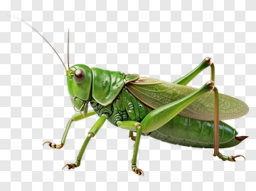 Realistic Green Grasshopper PNG