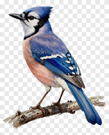 Blue Jay Perched On A Branch PNG