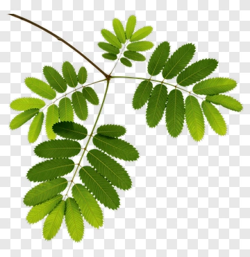 Green Leafy Branch PNG